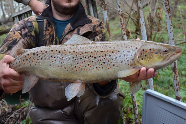 觀賞淡水小型養魚好養嗎_觀賞淡水小型養魚好不好_十大最好養小型淡水觀賞魚
