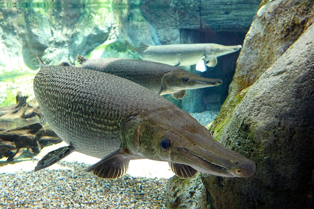 十大最好養小型淡水觀賞魚_觀賞淡水小型養魚好不好_觀賞淡水小型養魚好養嗎