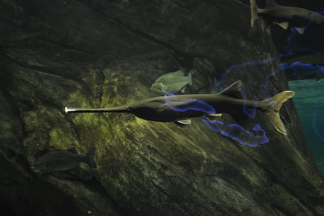 觀賞淡水小型養魚好養嗎_十大最好養小型淡水觀賞魚_觀賞淡水小型養魚好不好