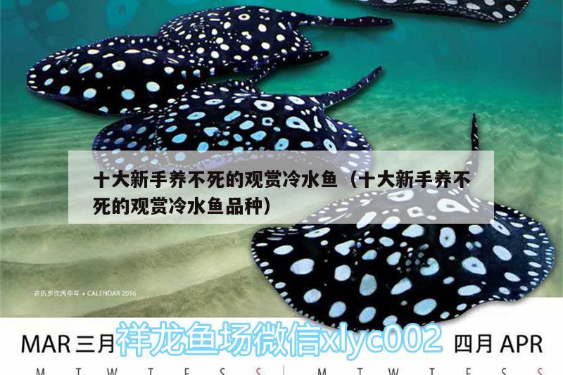 十大適合新手養的冷水魚 適合新手楊的冷水魚有哪些