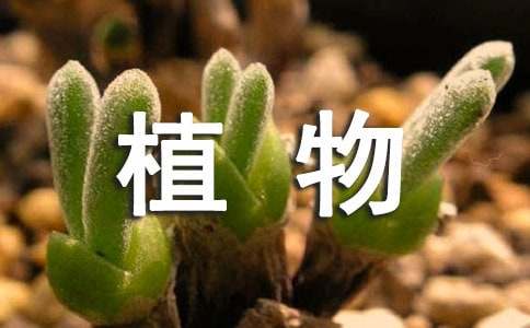 多肉植物姬壽怎么養