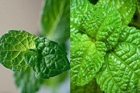 【圖】魚香草和薄荷的區(qū)別你知道嗎 了解這些才能將它們分清