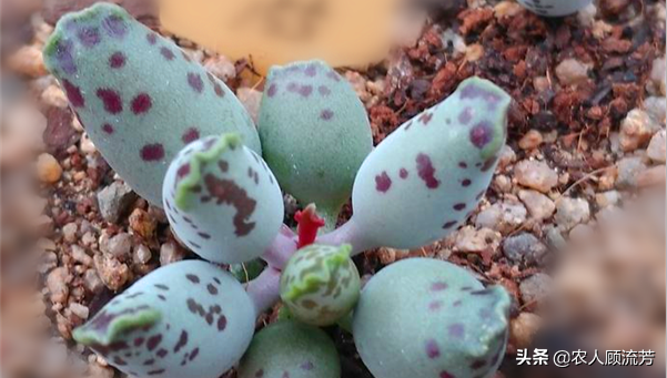 神似“嬰兒手指”的多肉植物你養過嗎？資深花友分享多年養種經驗