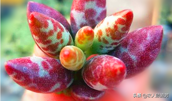 神似“嬰兒手指”的多肉植物你養過嗎？資深花友分享多年養種經驗