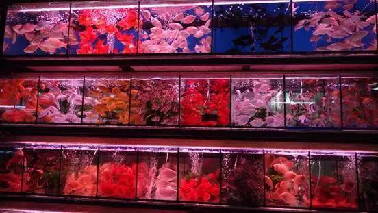 廣州賣觀賞魚的地方_廣州觀賞魚批發(fā)市場(chǎng)在哪里_廣州批發(fā)觀賞魚的市場(chǎng)