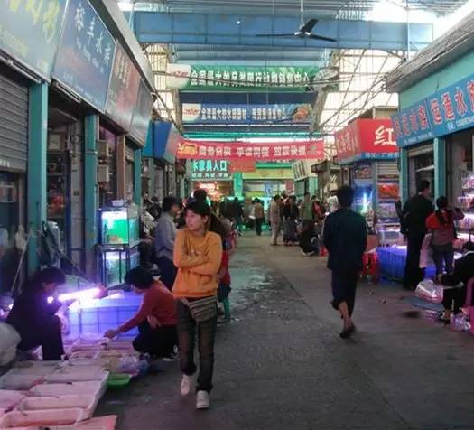 廣州批發(fā)觀賞魚的市場(chǎng)_廣州賣觀賞魚的地方_廣州觀賞魚批發(fā)市場(chǎng)在哪里