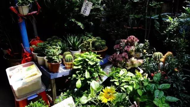 廣州觀賞魚批發(fā)市場(chǎng)在哪里_廣州賣觀賞魚的地方_廣州批發(fā)觀賞魚的市場(chǎng)