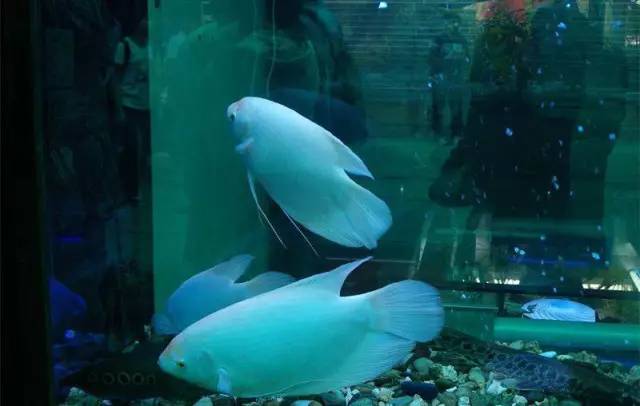 廣州批發(fā)觀賞魚的市場(chǎng)_廣州觀賞魚批發(fā)市場(chǎng)在哪里_廣州賣觀賞魚的地方