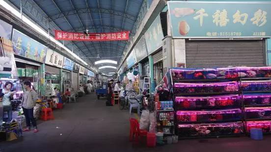 廣州觀賞魚批發(fā)市場(chǎng)在哪里_廣州批發(fā)觀賞魚的市場(chǎng)_廣州賣觀賞魚的地方