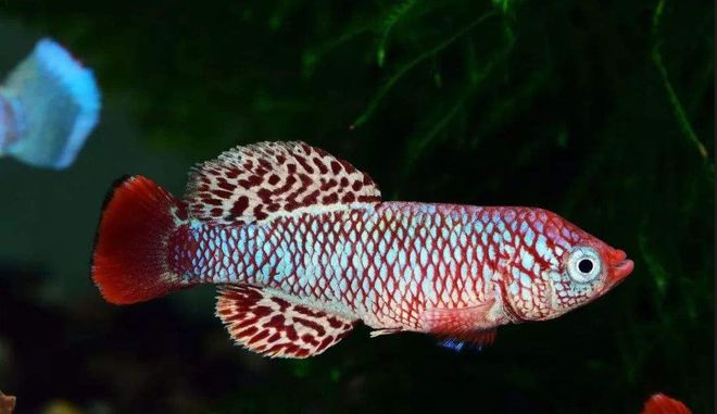 觀賞魚(yú)壽命最長(zhǎng)的有哪些_常見(jiàn)觀賞魚(yú)壽命_觀賞魚(yú)壽命幾年