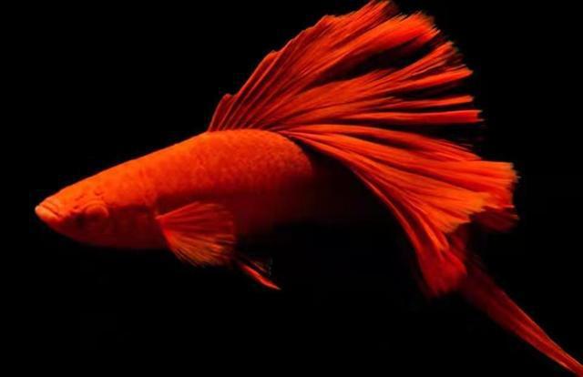 觀賞魚(yú)壽命幾年_觀賞魚(yú)壽命最長(zhǎng)的有哪些_常見(jiàn)觀賞魚(yú)壽命