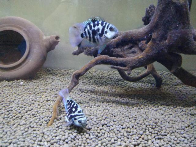 常見(jiàn)觀賞魚(yú)壽命_觀賞魚(yú)壽命幾年_觀賞魚(yú)壽命最長(zhǎng)的有哪些