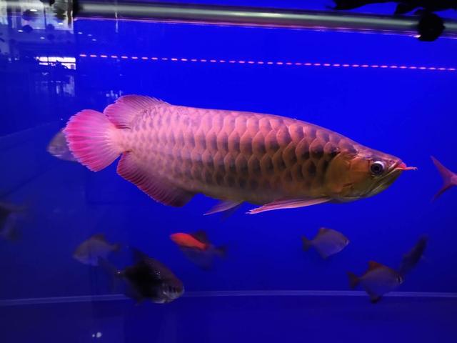 常見(jiàn)觀賞魚(yú)壽命_觀賞魚(yú)壽命幾年_觀賞魚(yú)壽命最長(zhǎng)的有哪些
