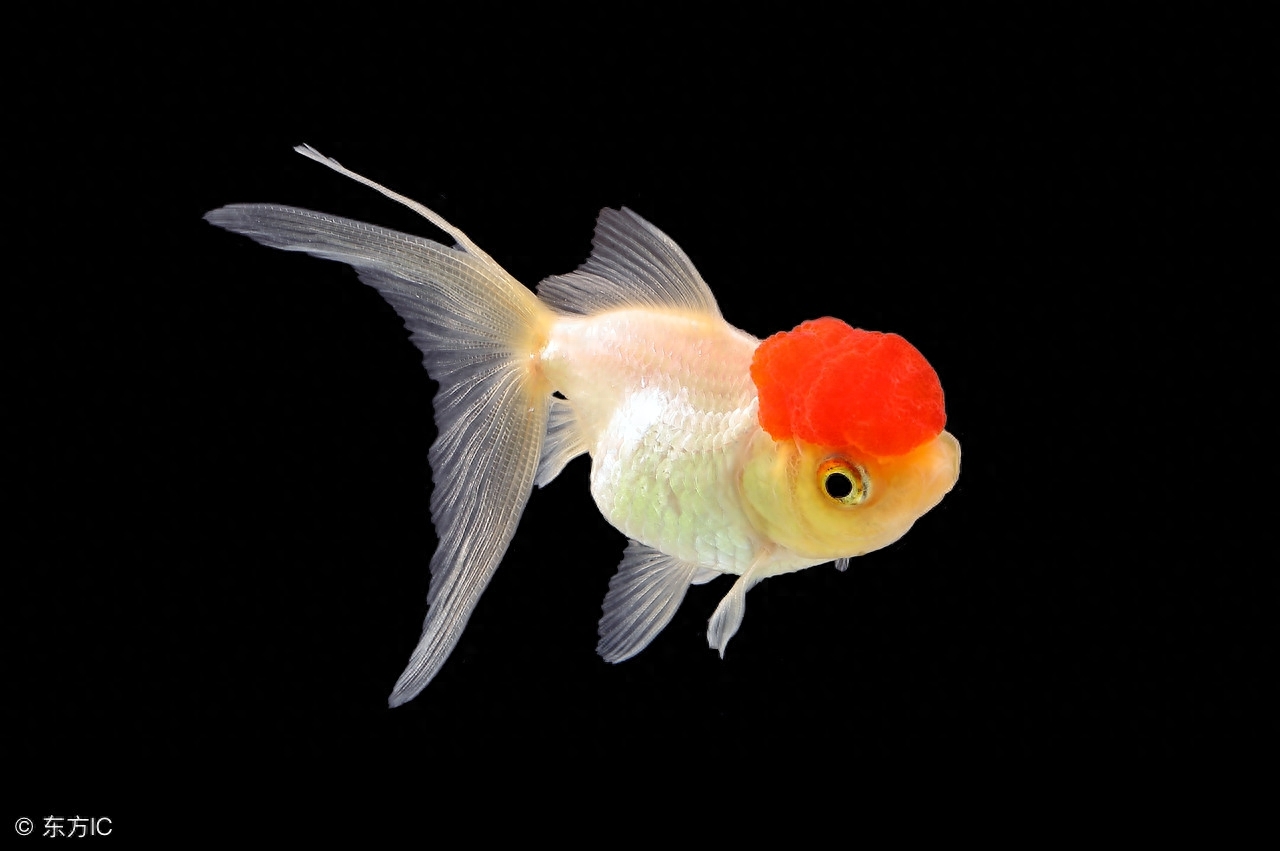 觀賞魚用什么水養(yǎng)最好_觀賞魚水養(yǎng)好用什么魚_觀賞魚水養(yǎng)好用什么
