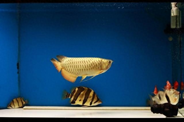 觀賞魚水養(yǎng)好用什么_觀賞魚用什么水養(yǎng)最好_觀賞魚水養(yǎng)好用什么魚