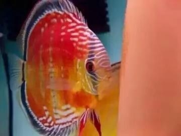 觀賞魚用什么水養(yǎng)最好_觀賞魚水養(yǎng)好用什么_觀賞魚水養(yǎng)好用什么魚
