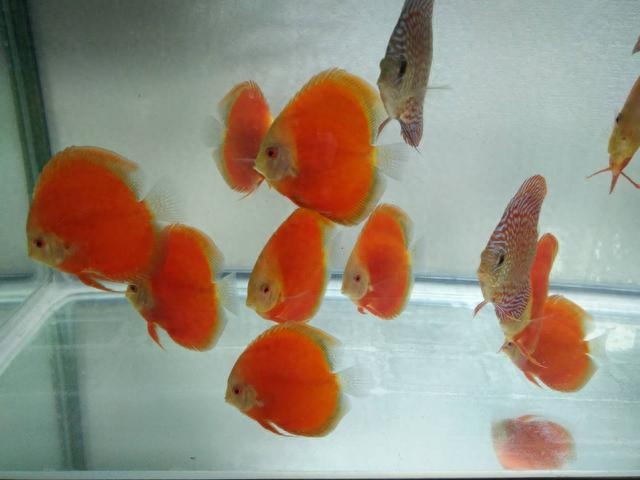 觀賞魚用什么水養(yǎng)最好_觀賞魚水養(yǎng)好用什么_觀賞魚水養(yǎng)好用什么魚