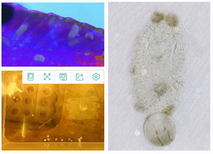 海水觀賞魚圖鑒1000種_海水觀賞魚圖鑒1000種_海水觀賞魚圖鑒1000種