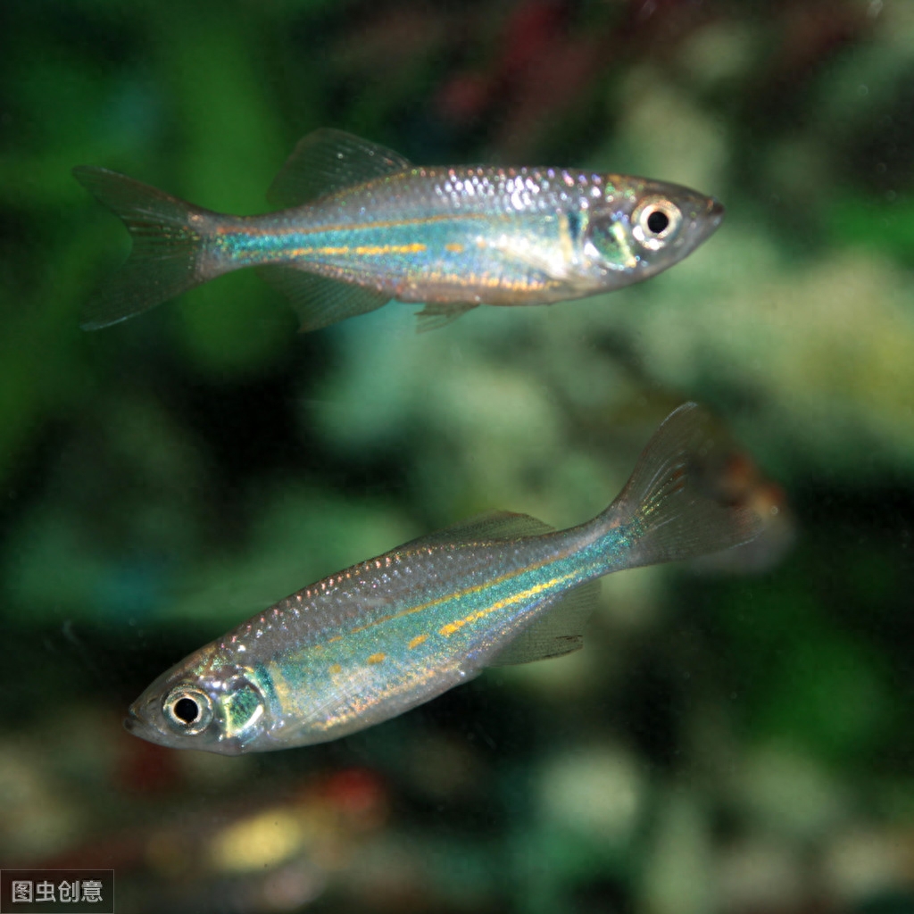 海水觀賞圖鑒魚種1000只_海水觀賞魚圖鑒1000種_海水觀賞魚品種大全及圖片