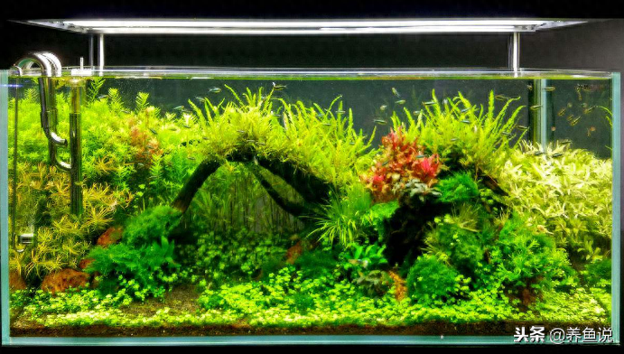 觀賞魚(yú)用什么水養(yǎng)最好_觀賞魚(yú)應(yīng)該用什么樣的水_觀賞魚(yú)水養(yǎng)好用什么