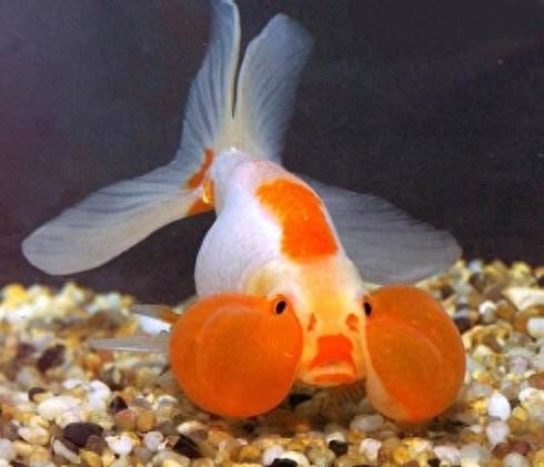 這幾種觀賞魚比較難于飼養，新手請回避！