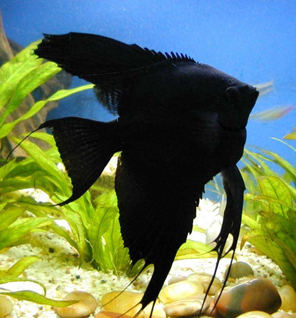 觀賞種類大全魚類圖片_觀賞種類大全魚圖片_觀賞魚種類大全