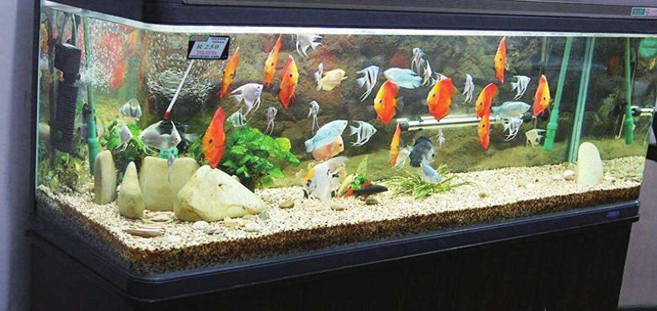 飼養(yǎng)觀賞魚水質(zhì)的好壞我們該如何去判定？