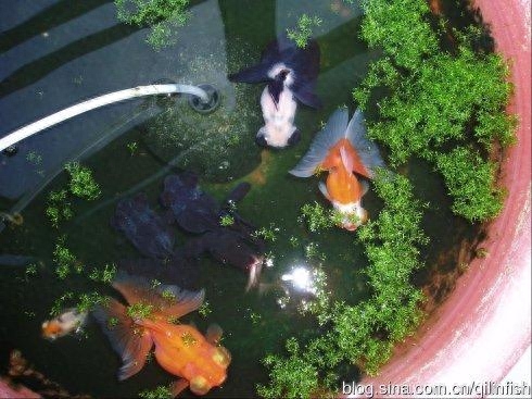 觀賞魚用什么水養(yǎng)最好_觀賞魚水養(yǎng)好用什么魚_觀賞魚應(yīng)該用什么樣的水