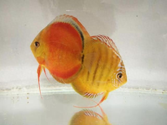 海水觀賞魚圖鑒1000種_海水觀賞魚圖鑒1000種_海水觀賞魚圖鑒1000種