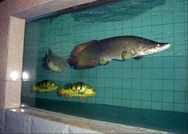 海水觀賞魚圖鑒1000種_海水觀賞魚圖鑒1000種_海水觀賞魚圖鑒1000種