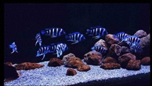海水觀賞魚圖鑒1000種_海水觀賞魚圖鑒1000種_海水觀賞魚圖鑒1000種