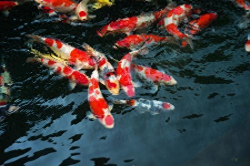 海水觀賞魚圖鑒1000種_海水觀賞魚圖鑒1000種_海水觀賞魚圖鑒1000種