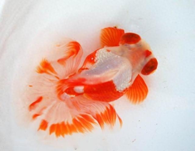 海水觀賞魚圖鑒1000種_海水觀賞魚圖鑒1000種_海水觀賞魚圖鑒1000種