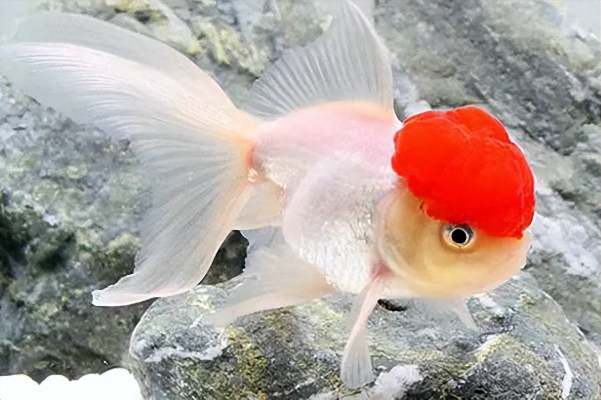 觀賞魚種類及名稱_觀賞種類大全魚種_觀賞魚種類大全