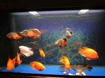 觀賞魚種類介紹百度百科_觀賞魚種類大全_觀賞種類大全魚類圖片