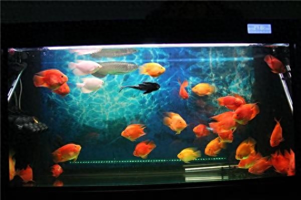 觀賞魚種類大全_觀賞種類大全魚類圖片_觀賞魚種類介紹百度百科
