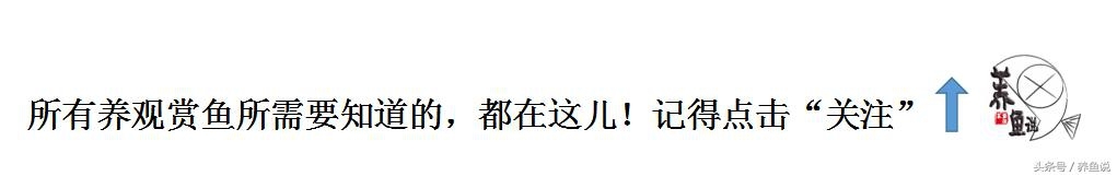 關于觀賞魚，你是否了解得足夠多？真正的觀賞魚其實是這樣