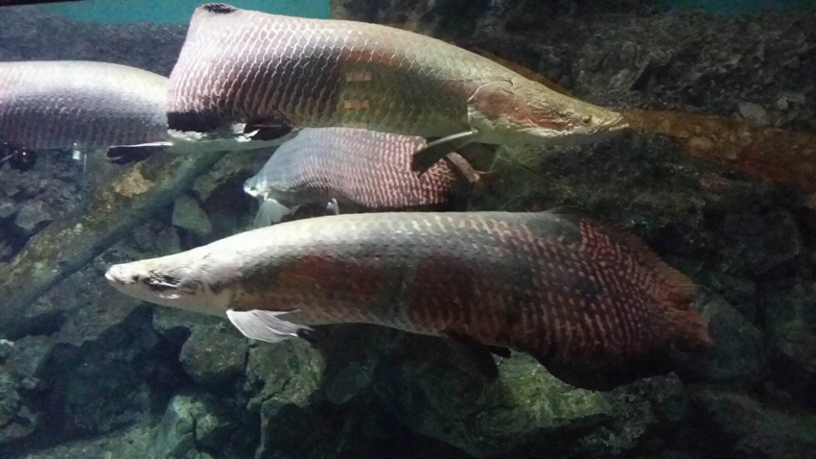 觀賞魚種類大全_觀賞種類大全魚類圖片_觀賞種類大全魚種