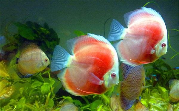 十大最受歡迎的觀賞魚排名，養(yǎng)殖這些魚不會吃虧