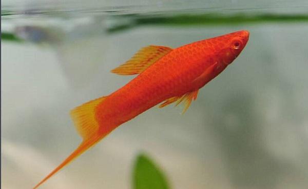 十大最受歡迎的觀賞魚排名，養(yǎng)殖這些魚不會吃虧