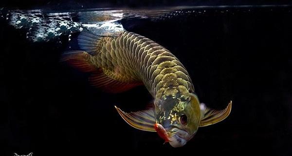 十大最受歡迎的觀賞魚排名，養(yǎng)殖這些魚不會吃虧