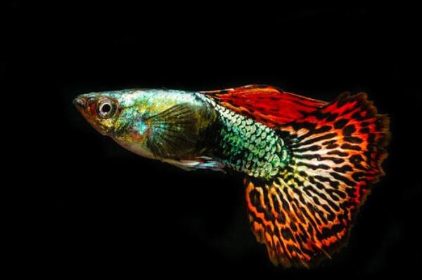 十大最漂亮的觀賞魚排行榜,金魚上榜，第二被稱為水中活寶石