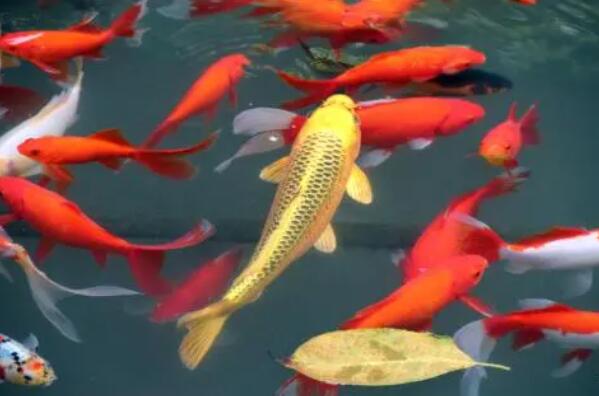 觀賞小型肉食魚有哪些_十大肉食小型觀賞魚_小型肉食魚類