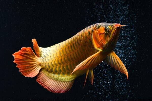 十大肉食小型觀賞魚_觀賞小型肉食魚有哪些_小型肉食魚類