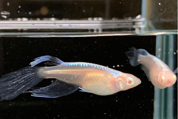 十大常見冷水觀賞魚，金魚上榜，第二是會游泳的藝術品。(2)