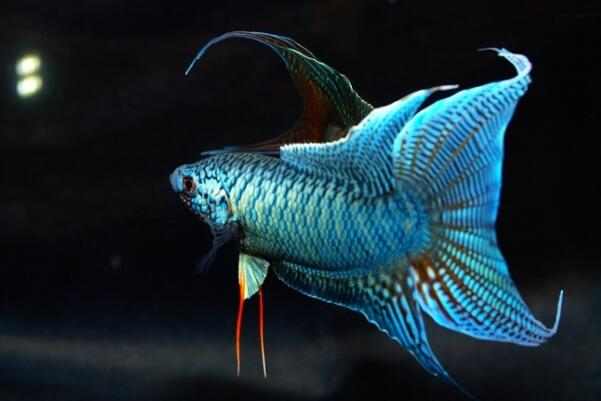 十大肉食小型觀賞魚_十大肉食小型觀賞魚_十大肉食小型觀賞魚