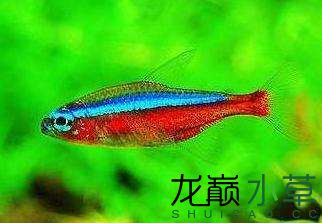 寶蓮燈.jpg