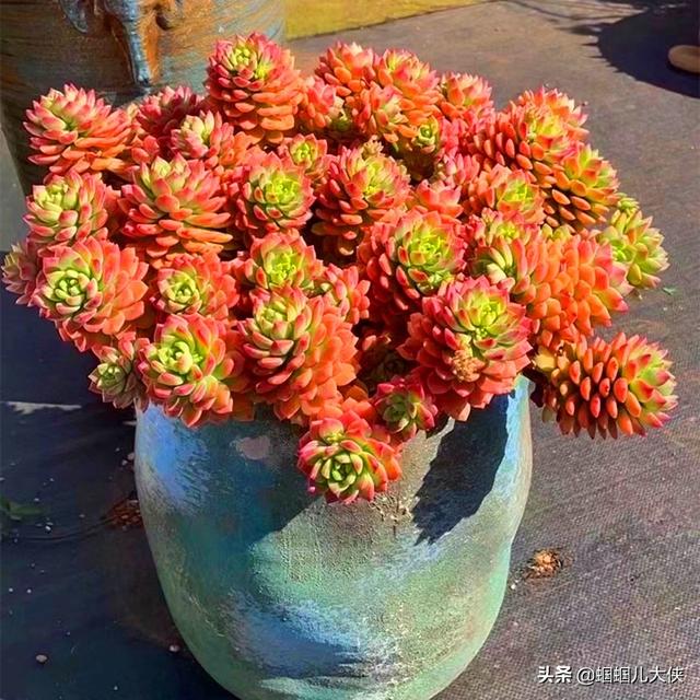 文章圖片4
