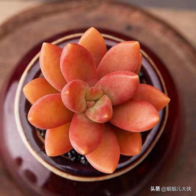 文章圖片5
