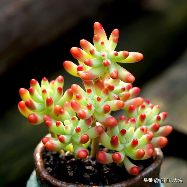 文章圖片6